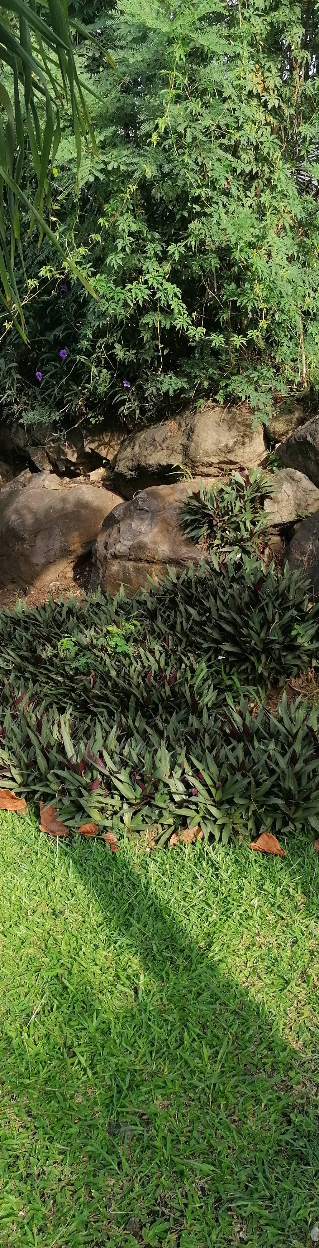 Jardin de palmiers et espaces extérieurs de la Villa Pakala au Diamant